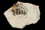 Fossil Pycnodont (Anomoeodus) Crushing Mouth Plate - Morocco #163971-1